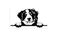 Bernese Mountain Dog On Board Peeking Bumper Sticker Vinyl Decal - klmarket.uk