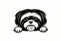 Peeking Shih Tzu Dog On Boards Car Bumper Sticker